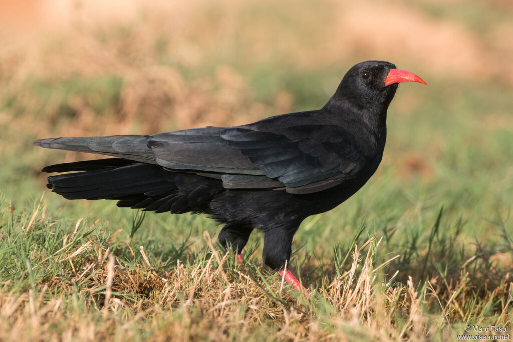 Red-billed Choughadult, identification