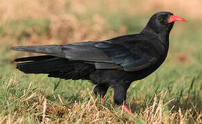 Red-billed Chough