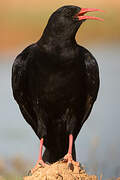 Red-billed Chough