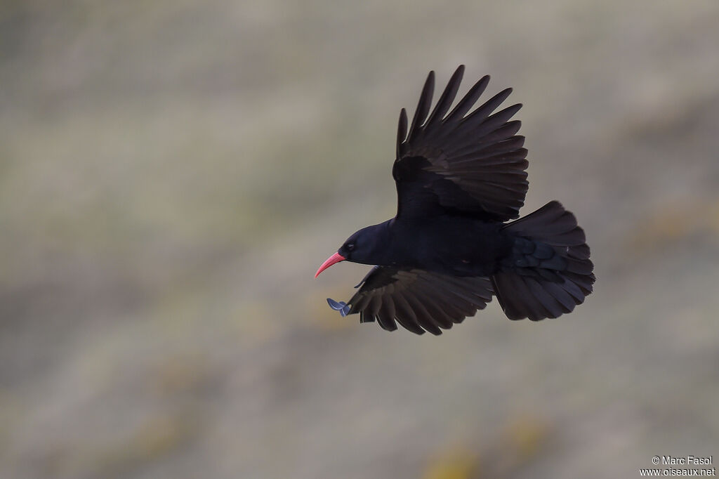 Red-billed Choughadult, Flight