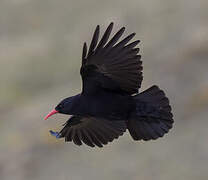 Red-billed Chough