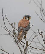 American Kestrel