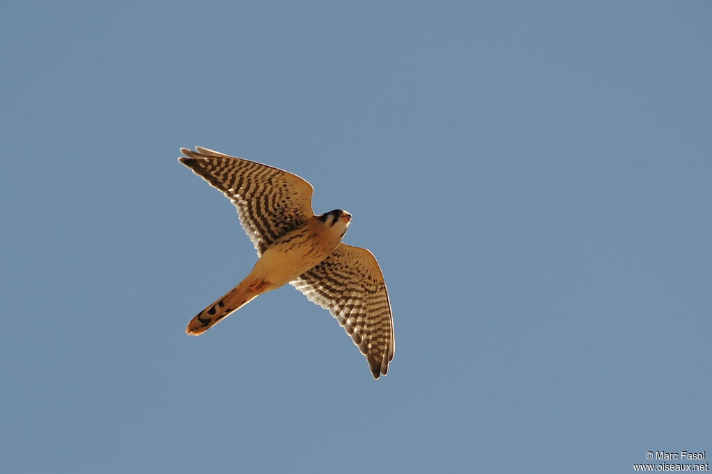 American Kestrel male adult, Flight