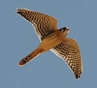 American Kestrel