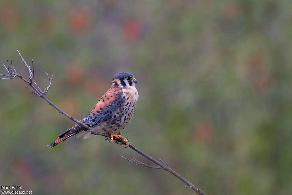 American Kestrel male adult breeding, identification