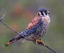 American Kestrel