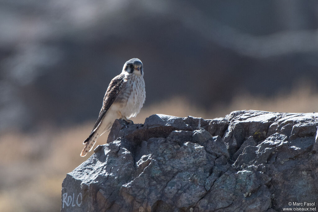 American Kestrel female adult, identification