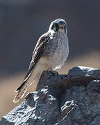 American Kestrel