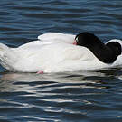 Cygne à cou noir