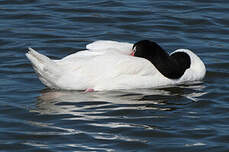 Cygne à cou noir