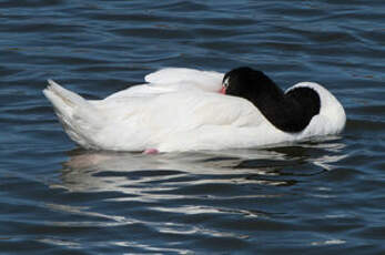 Cygne à cou noir