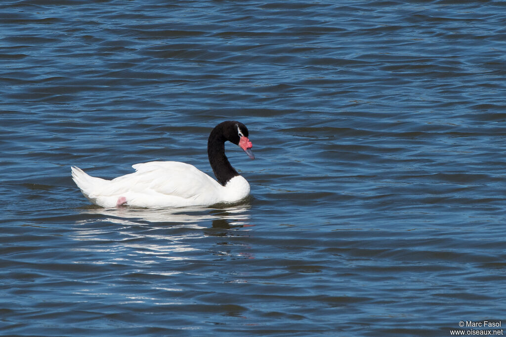 Black-necked Swanadult, identification, swimming