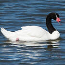 Cygne à cou noir