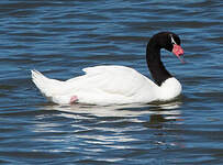 Cygne à cou noir