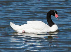 Black-necked Swan