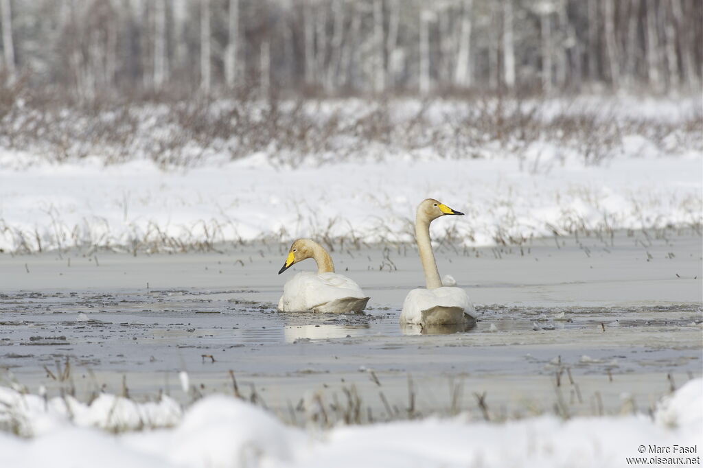 Whooper Swan , identification