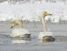 Whooper Swan