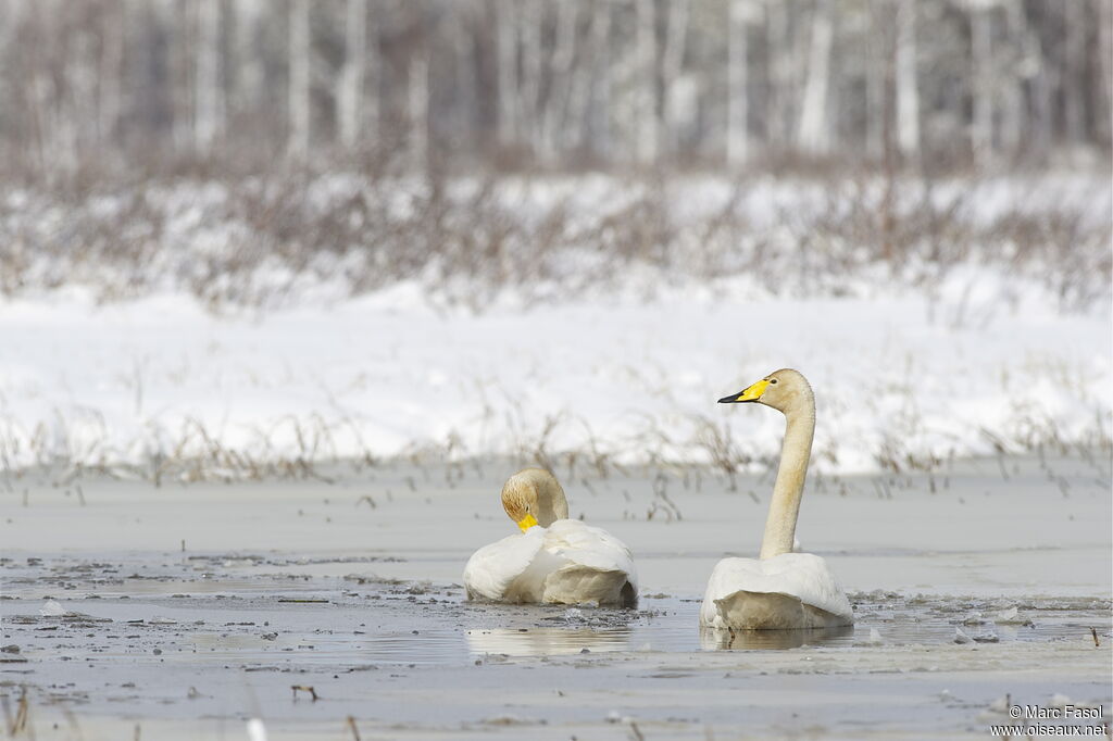 Cygne chanteuradulte