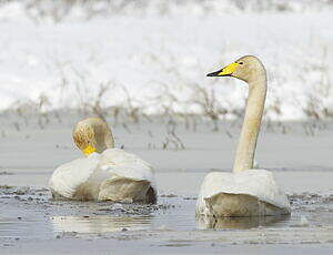 Cygne chanteur