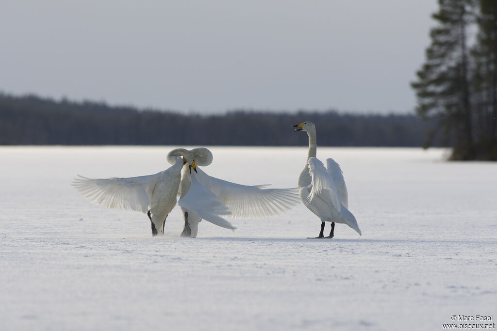 Whooper Swanadult breeding, identification, Behaviour