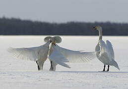 Whooper Swan