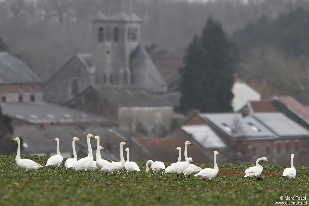 Cygne chanteuradulte nuptial, identification, régime