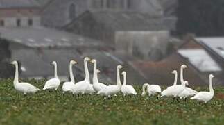 Whooper Swan