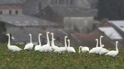 Cygne chanteur