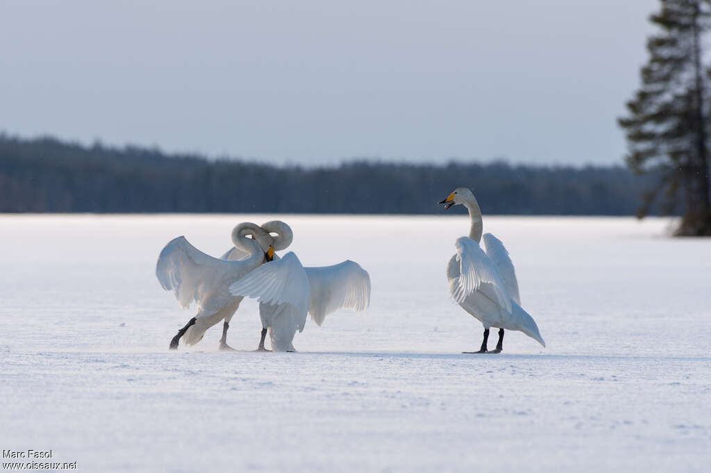 Cygne chanteuradulte nuptial, habitat, Comportement