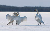 Cygne chanteur