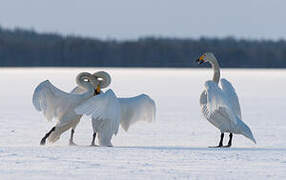 Whooper Swan