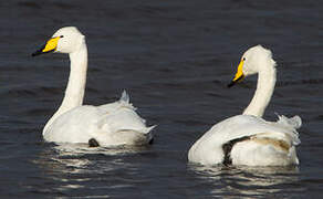 Whooper Swan