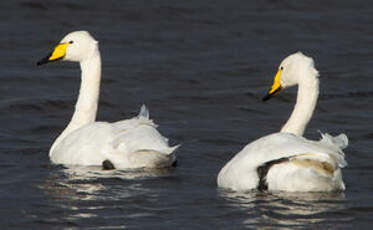 Cygne chanteur