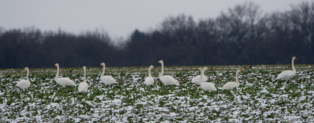 Cygne chanteur, mange