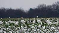 Cygne chanteur