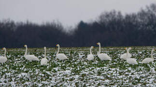 Whooper Swan