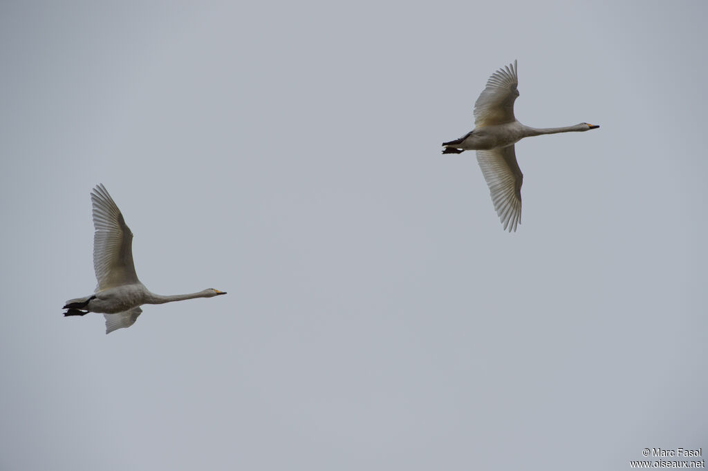 Cygne chanteuradulte, Vol