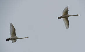 Whooper Swan