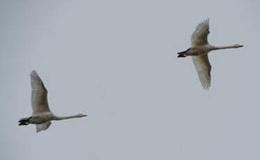 Cygne chanteur