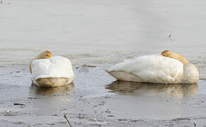 Whooper Swan