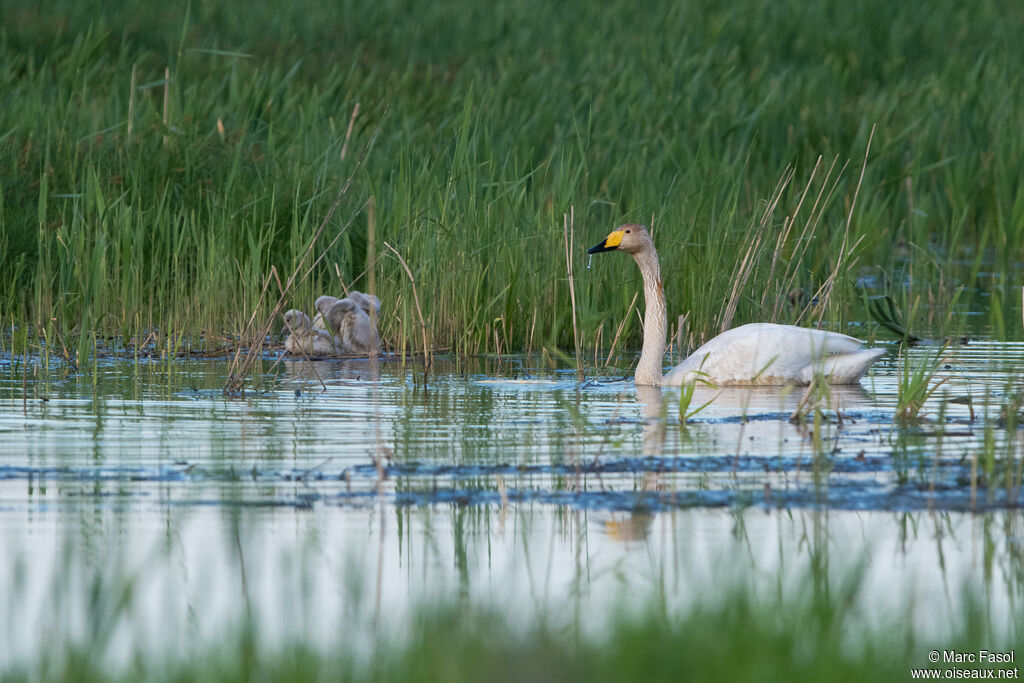 Cygne chanteur, identification