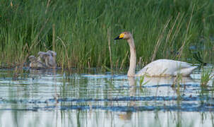 Cygne chanteur