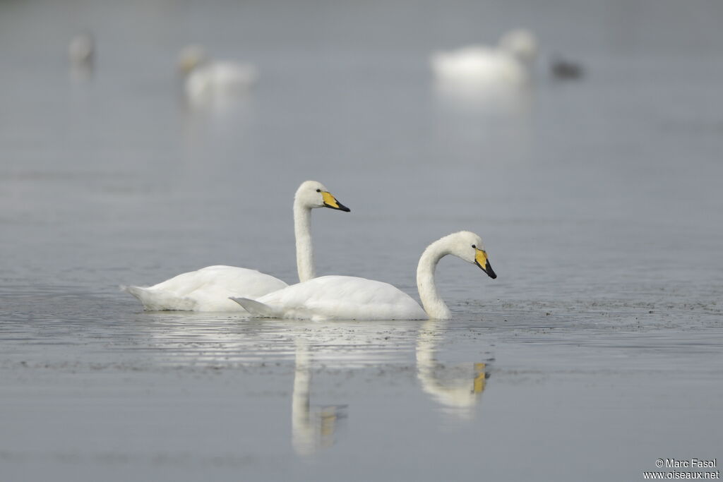 Cygne chanteur adulte nuptial, identification