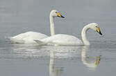 Cygne chanteur