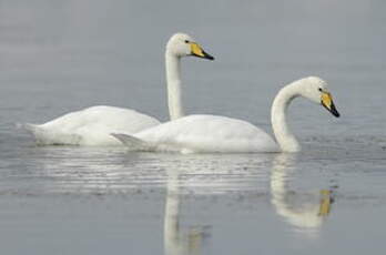 Cygne chanteur