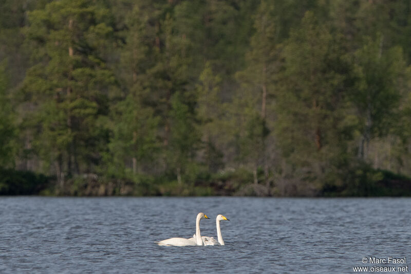 Whooper Swan, identification, swimming