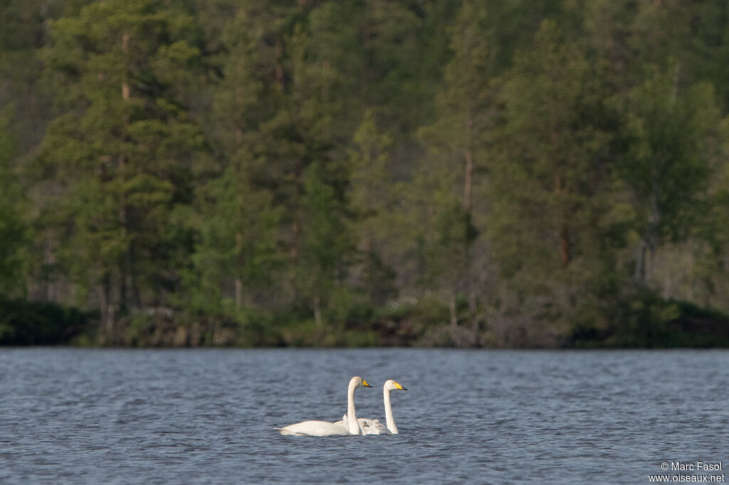 Whooper Swan, identification, swimming