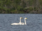 Cygne chanteur