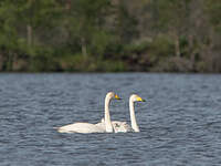 Cygne chanteur