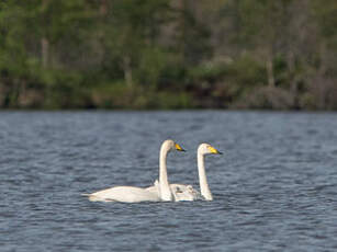 Cygne chanteur